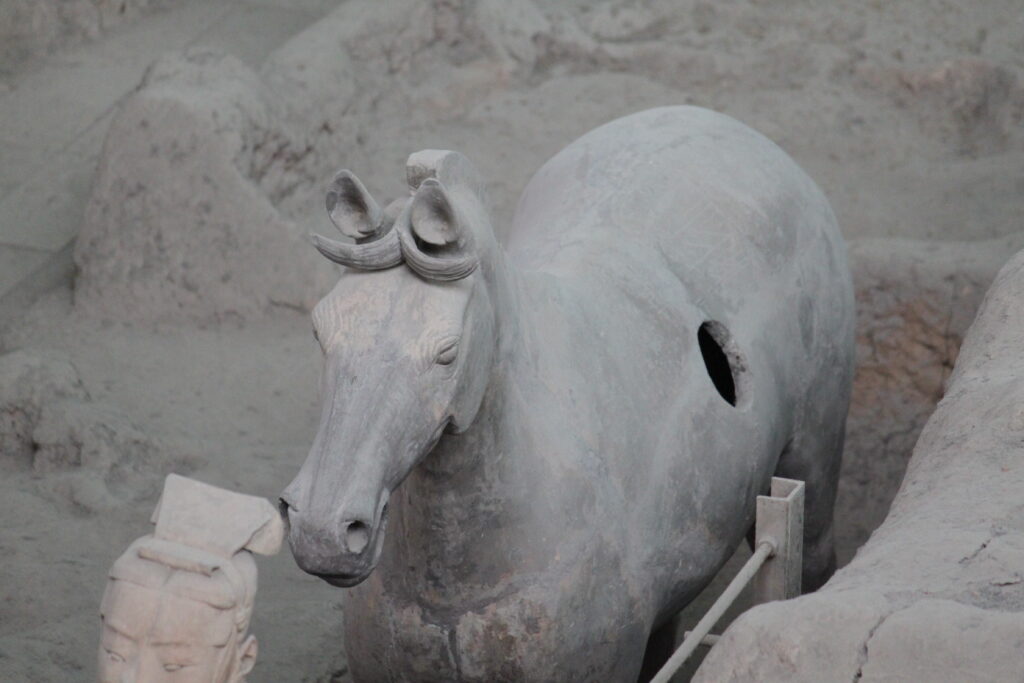 Close view of a Qin terracotta chariot horse